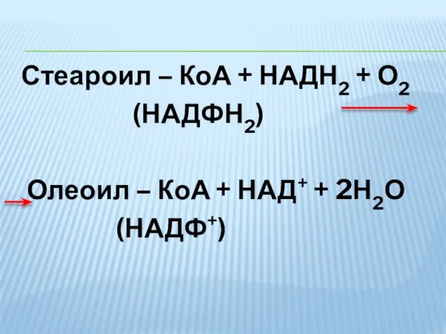 Стеароил – КоА + НАДН2 + О2 (НАДФН2) Олеоил – КоА + НАД+ + 2Н2О (НАДФ+)