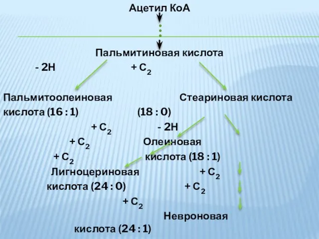 Ацетил КоА Пальмитиновая кислота - 2Н + С2 Пальмитоолеиновая Стеариновая