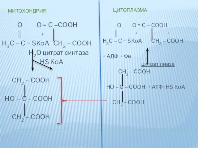 МИТОХОНДРИЯ ЦИТОПЛАЗМА O O = C –COOH ║ + H3C