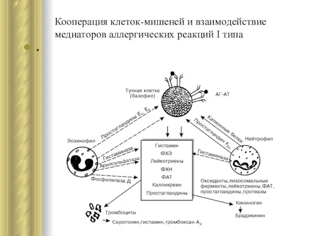 Кооперация клеток-мишеней и взаимодействие медиаторов аллергических реакций I типа .