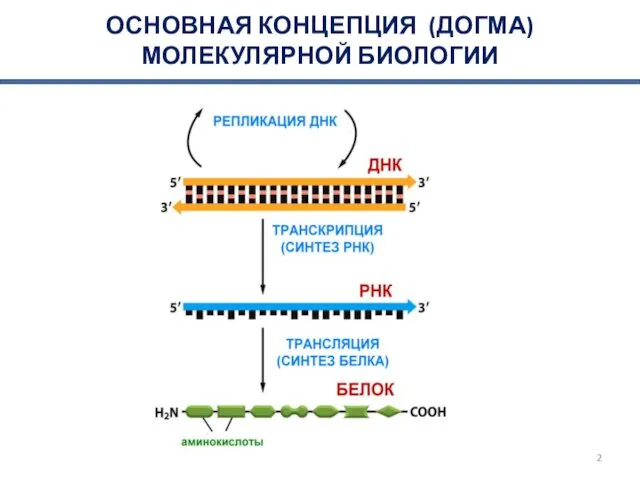 ОСНОВНАЯ КОНЦЕПЦИЯ (ДОГМА) МОЛЕКУЛЯРНОЙ БИОЛОГИИ