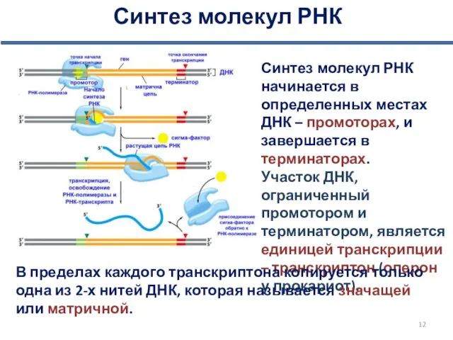Синтез молекул РНК Синтез молекул РНК начинается в определенных местах ДНК – промоторах,