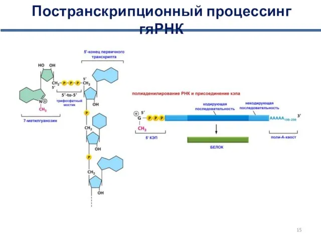 Постранскрипционный процессинг гяРНК