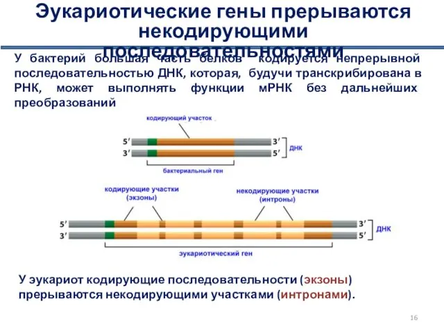 Эукариотические гены прерываются некодирующими последовательностями У бактерий большая часть белков кодируется непрерывной последовательностью