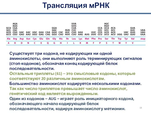 Трансляция мРНК Существует три кодона, не кодирующих ни одной аминокислоты, они выполняют роль