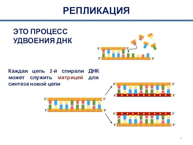 РЕПЛИКАЦИЯ ЭТО ПРОЦЕСС УДВОЕНИЯ ДНК Каждая цепь 2-й спирали ДНК может служить матрицей