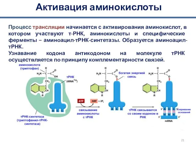 Активация аминокислоты Процесс трансляции начинается с активирования аминокислот, в котором участвуют т-РНК, аминокислоты