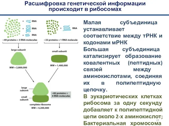Расшифровка генетической информации происходит в рибосомах Малая субъединица устанавливает соответствие между тРНК и