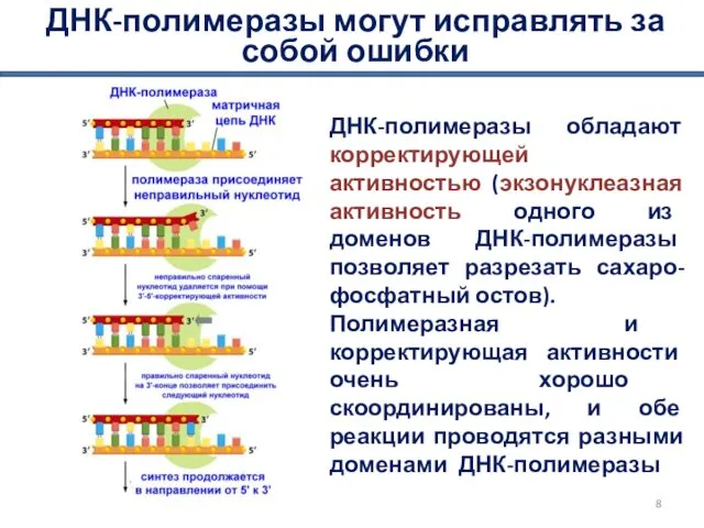 ДНК-полимеразы могут исправлять за собой ошибки ДНК-полимеразы обладают корректирующей активностью (экзонуклеазная активность одного