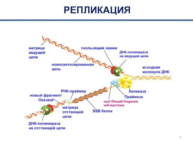 РЕПЛИКАЦИЯ