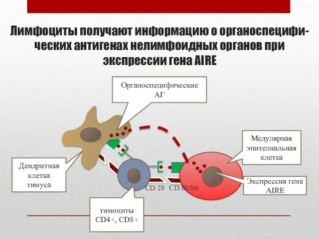 Лимфоциты получают информацию о органоспецифи- ческих антигенах нелимфоидных органов при экспрессии гена AIRE