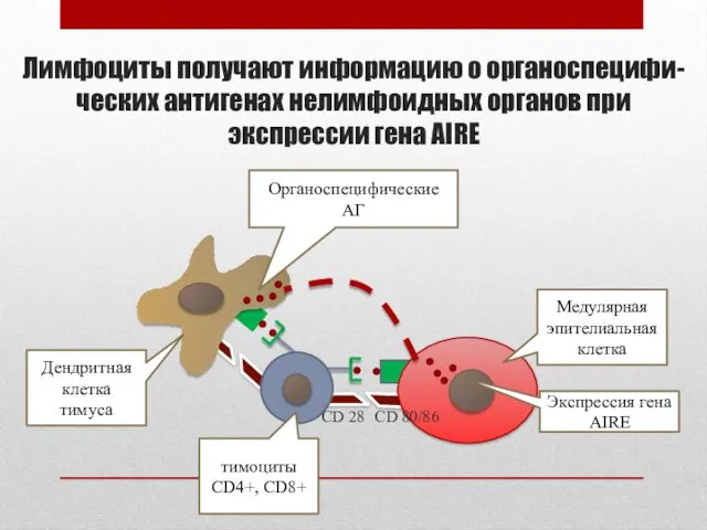 Лимфоциты получают информацию о органоспецифи- ческих антигенах нелимфоидных органов при