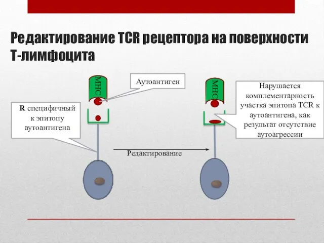 Редактирование TCR рецептора на поверхности Т-лимфоцита MHC MHC Редактирование R специфичный к эпитопу