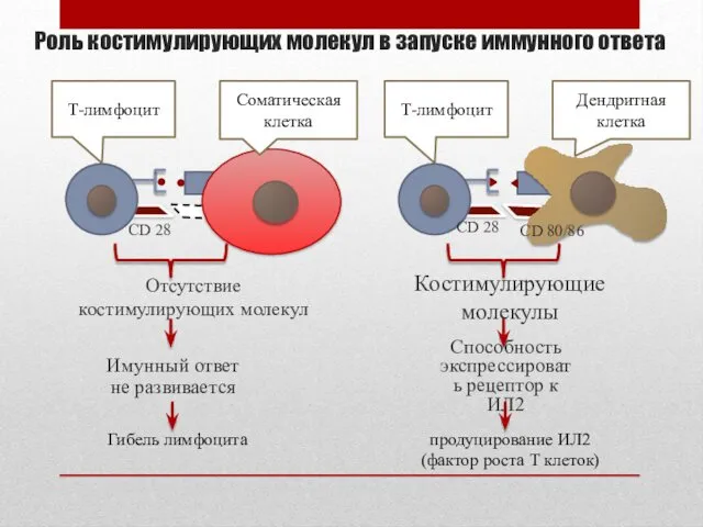 Роль костимулирующих молекул в запуске иммунного ответа Т-лимфоцит Дендритная клетка