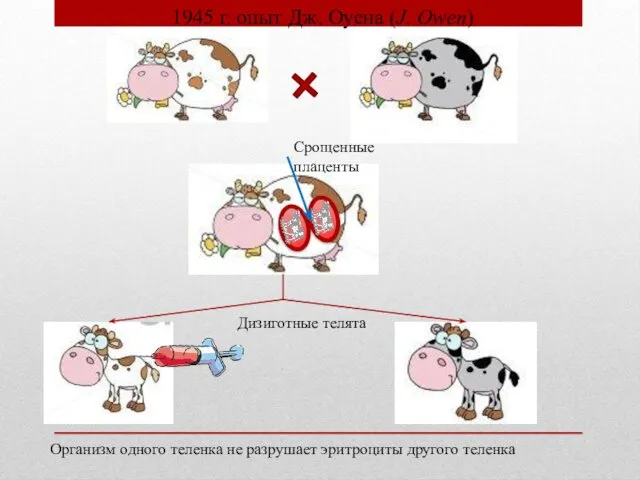 Срощенные плаценты Дизиготные телята Организм одного теленка не разрушает эритроциты другого теленка 1945