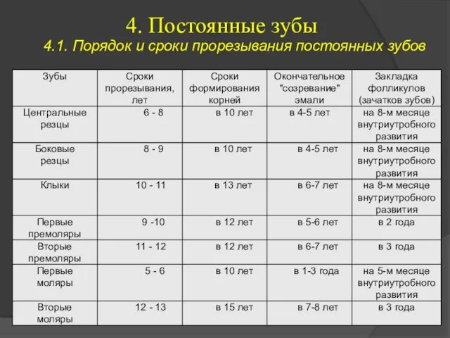 4. Постоянные зубы 4.1. Порядок и сроки прорезывания постоянных зубов