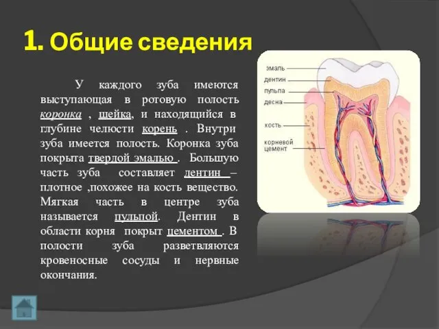 1. Общие сведения У каждого зуба имеются выступающая в ротовую