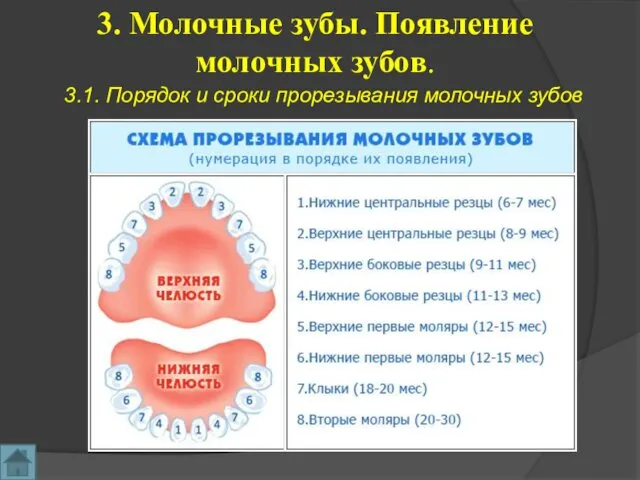 3. Молочные зубы. Появление молочных зубов. 3.1. Порядок и сроки прорезывания молочных зубов