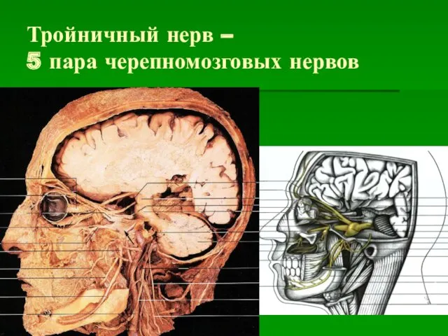 Тройничный нерв – 5 пара черепномозговых нервов