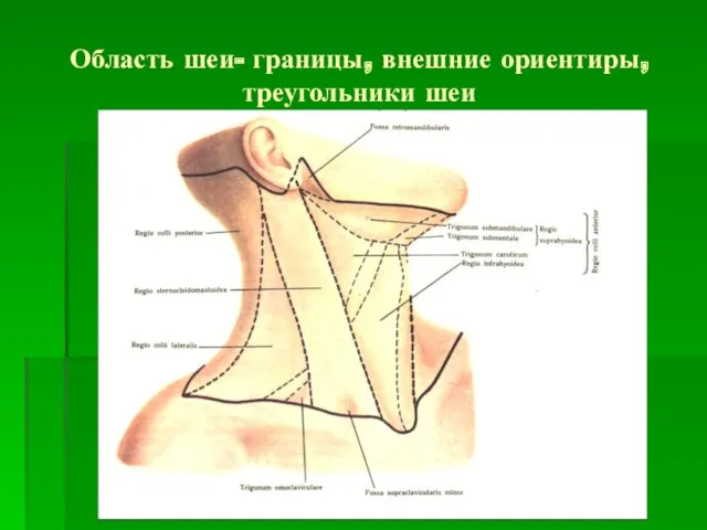 Область шеи- границы, внешние ориентиры, треугольники шеи