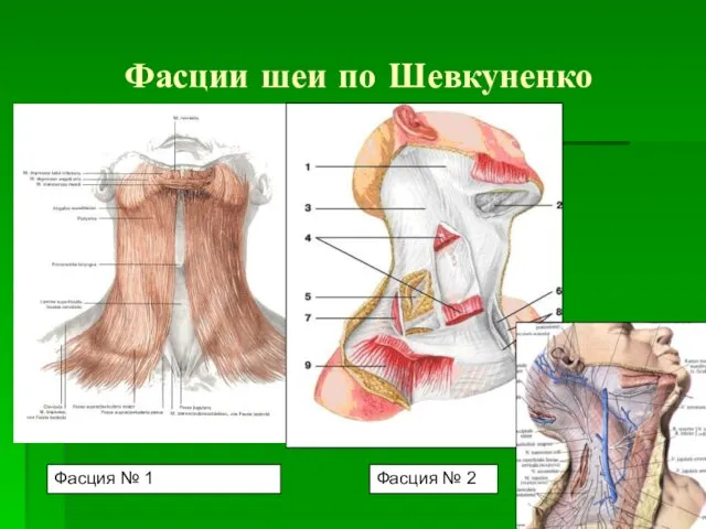 Фасции шеи по Шевкуненко Фасция № 1 Фасция № 2