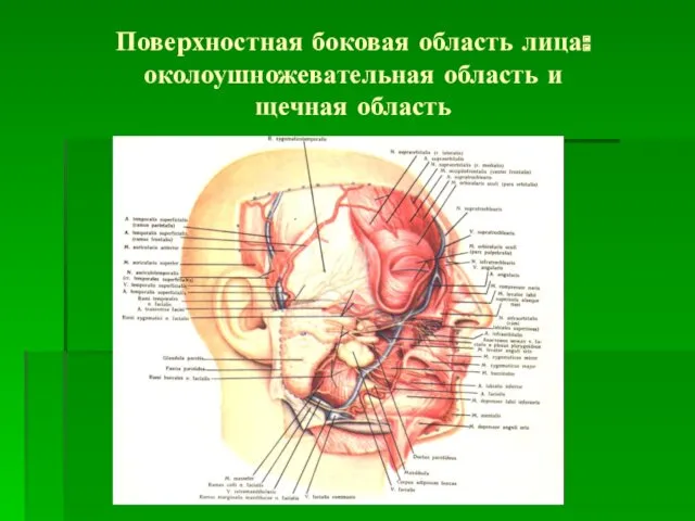 Поверхностная боковая область лица: околоушножевательная область и щечная область