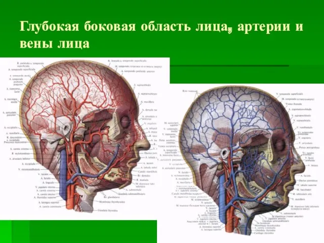 Глубокая боковая область лица, артерии и вены лица
