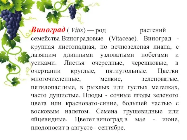 Виноград ( Vítis) — род растений семейства Виноградовые (Vitaceae). Виноград