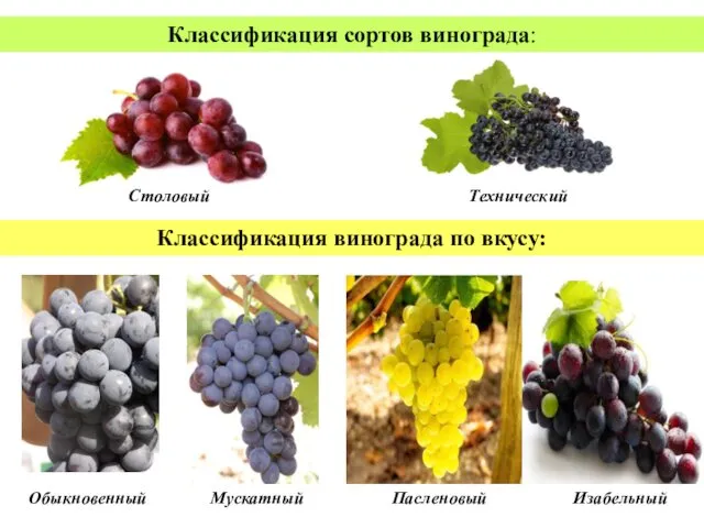 Классификация сортов винограда: Столовый Технический Классификация винограда по вкусу: Обыкновенный Мускатный Пасленовый Изабельный