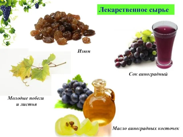 Лекарственное сырье Сок виноградный Изюм Масло виноградных косточек Молодые побеги и листья