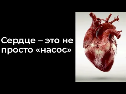 Сердце – это не просто «насос»
