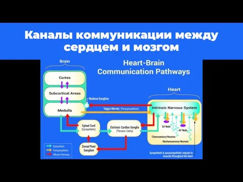 Каналы коммуникации между сердцем и мозгом