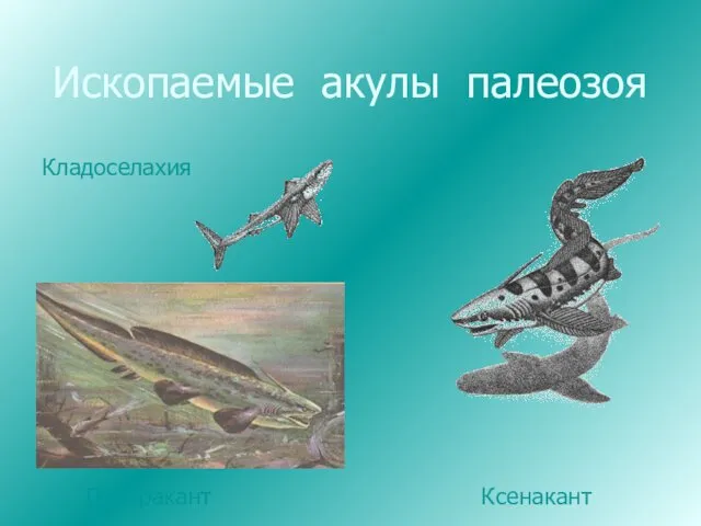 Ископаемые акулы палеозоя Кладоселахия Плевракант Ксенакант