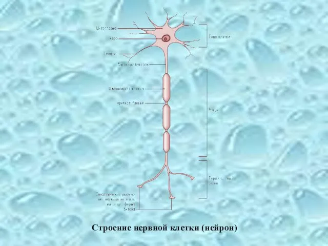 Строение нервной клетки (нейрон)