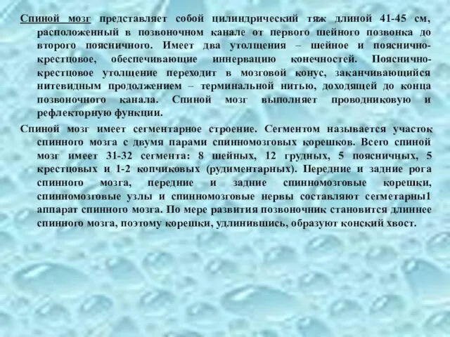 Спиной мозг представляет собой цилиндрический тяж длиной 41-45 см, расположенный