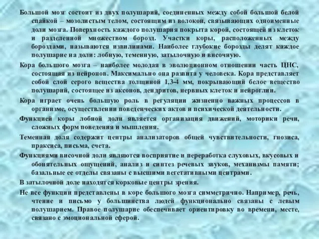 Большой мозг состоит из двух полушарий, соединенных между собой большой