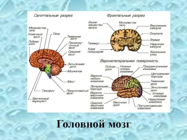 Головной мозг