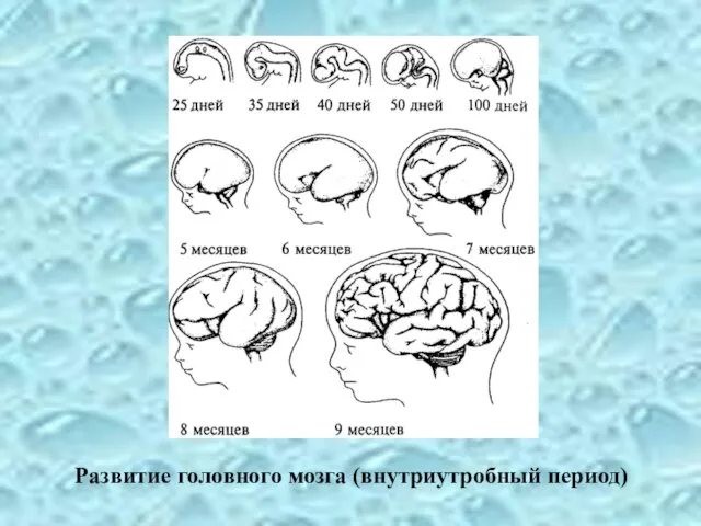 Развитие головного мозга (внутриутробный период)