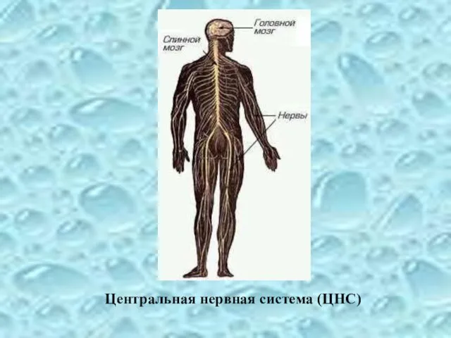 Центральная нервная система (ЦНС)