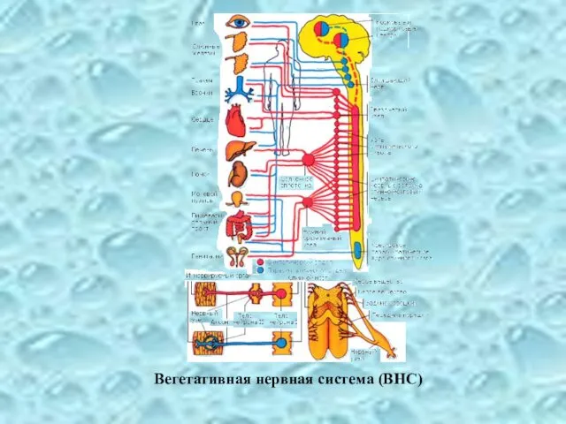 Вегетативная нервная система (ВНС)