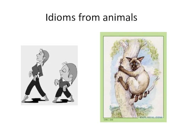 Idioms from animals