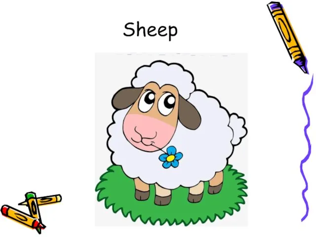 Sheep