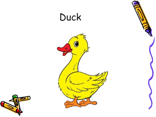 Duck