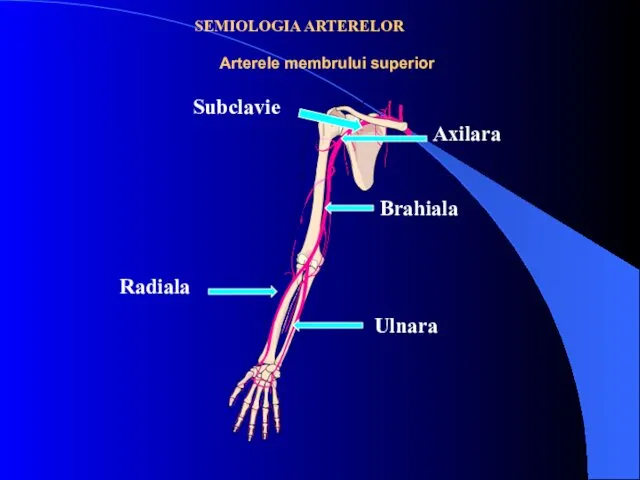 Arterele membrului superior SEMIOLOGIA ARTERELOR