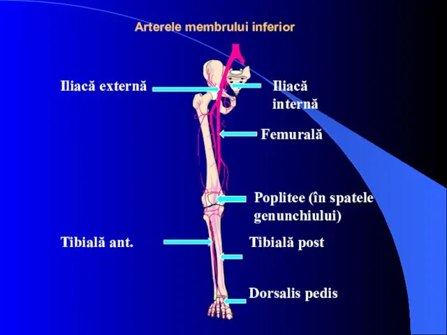 Arterele membrului inferior