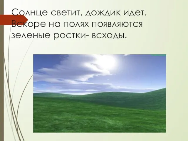 Солнце светит, дождик идет. Вскоре на полях появляются зеленые ростки- всходы.