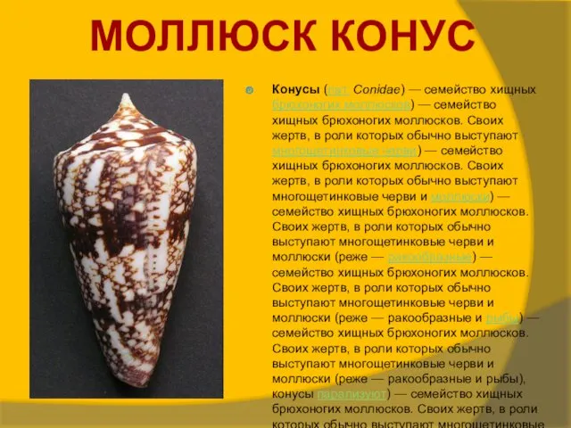 Конусы (лат. Conidae) — семейство хищных брюхоногих моллюсков) — семейство хищных брюхоногих моллюсков.
