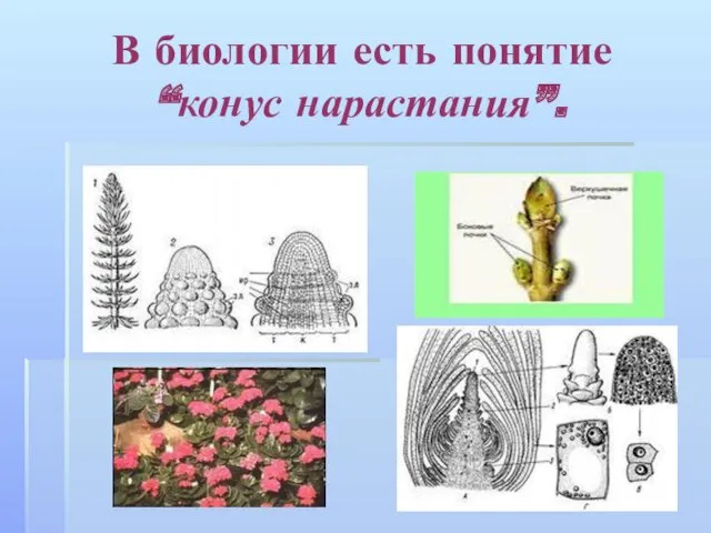 В биологии есть понятие “конус нарастания”.