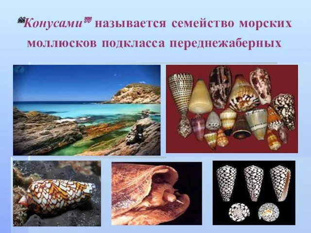 “Конусами” называется семейство морских моллюсков подкласса переднежаберных