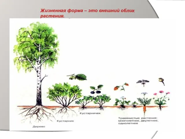 Жизненная форма – это внешний облик растения.
